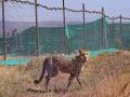 Tenth Namibian Cheetah, Shaurya Dies at India's Kuno National Park - Hindi News | Tenth Namibian Cheetah, Shaurya Dies at India's Kuno National Park | Latest national News at Lokmattimes.com