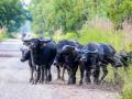 Maharashtra: Two Booked for Illegally Transporting 14 Buffaloes in Overcrowded Tempo Without Permit In Palghar - Hindi News | Maharashtra: Two Booked for Illegally Transporting 14 Buffaloes in Overcrowded Tempo Without Permit In Palghar | Latest maharashtra News at Lokmattimes.com