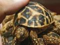 Mumbai: Man held for allegedly smuggling 20 rare Indian star tortoises - Hindi News | Mumbai: Man held for allegedly smuggling 20 rare Indian star tortoises | Latest maharashtra News at Lokmattimes.com