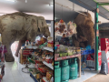 Thailand’s Most Polite Shoplifter? Elephant Charms Internet with Grocery Run (Watch Video) - Hindi News | Thailand’s Most Polite Shoplifter? Elephant Charms Internet with Grocery Run (Watch Video) | Latest international News at Lokmattimes.com