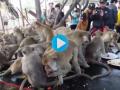 Thailand: Monkeys Enjoy Lavish Feast at Phra Prang Sam Yod During Lopburi’s Traditional Festival; Watch Viral Video - Hindi News | Thailand: Monkeys Enjoy Lavish Feast at Phra Prang Sam Yod During Lopburi’s Traditional Festival; Watch Viral Video | Latest international News at Lokmattimes.com