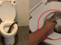 12-Foot-Long Snake Bites Man While Using Toilet, Resulting in Severe Injuries (Watch Video) - Hindi News | 12-Foot-Long Snake Bites Man While Using Toilet, Resulting in Severe Injuries (Watch Video) | Latest social-viral News at Lokmattimes.com