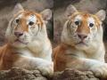 Meet Ava: The 3-Year-Old Golden Tiger from Thailand Stealing Hearts Online with Her Adorable Charm (See Pics) - Hindi News | Meet Ava: The 3-Year-Old Golden Tiger from Thailand Stealing Hearts Online with Her Adorable Charm (See Pics) | Latest social-viral News at Lokmattimes.com