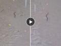 Thane Rains: Snake Spotted Swimming on Flooded Road, Viral Video Creates Panic - Hindi News | Thane Rains: Snake Spotted Swimming on Flooded Road, Viral Video Creates Panic | Latest thane News at Lokmattimes.com