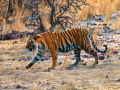 Tiger Attack in Maharashtra: 55-Year-Old Woman Mauled to Death by Big Cat in Chandrapur - Hindi News | Tiger Attack in Maharashtra: 55-Year-Old Woman Mauled to Death by Big Cat in Chandrapur | Latest maharashtra News at Lokmattimes.com