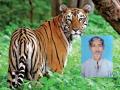Tiger Attack in Bhandara: Farmer Killed in Reserve Forest Near Pitesur Village - Hindi News | Tiger Attack in Bhandara: Farmer Killed in Reserve Forest Near Pitesur Village | Latest maharashtra News at Lokmattimes.com