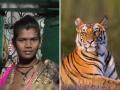 Tiger Attack in Maharashtra: Pregnant Woman Mauled to Death by Big Cat in Gadchiroli - Hindi News | Tiger Attack in Maharashtra: Pregnant Woman Mauled to Death by Big Cat in Gadchiroli | Latest maharashtra News at Lokmattimes.com