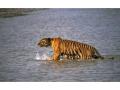 Shocking Video! Tigress cub picking up a plastic bottle in Tadoba, video goes viral - Hindi News | Shocking Video! Tigress cub picking up a plastic bottle in Tadoba, video goes viral | Latest maharashtra News at Lokmattimes.com