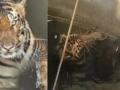 Tiger and Wild Boar Rescued After Falling Into Well During Hunting Chase in Madhya Pradesh's Seoni (Watch Video) - Hindi News | Tiger and Wild Boar Rescued After Falling Into Well During Hunting Chase in Madhya Pradesh's Seoni (Watch Video) | Latest social-viral News at Lokmattimes.com