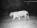 Maharashtra: Second Tiger Spotted in Sahyadri Tiger Reserve, Marking a Milestone for Conservation - Hindi News | Maharashtra: Second Tiger Spotted in Sahyadri Tiger Reserve, Marking a Milestone for Conservation | Latest maharashtra News at Lokmattimes.com