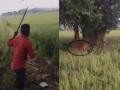 WATCH: Villagers Chase Tiger With Sticks As It Strays Into Field; Video Goes Viral - Hindi News | WATCH: Villagers Chase Tiger With Sticks As It Strays Into Field; Video Goes Viral | Latest social-viral News at Lokmattimes.com