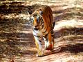 Chandrapur: Tiger attack claims farmer's life, community seeks accountability - Hindi News | Chandrapur: Tiger attack claims farmer's life, community seeks accountability | Latest maharashtra News at Lokmattimes.com
