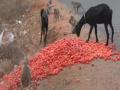 After tomatoes price falls to Rs 2 per kg, farmers in Tamil Nadu throw crops on roadside - Hindi News | After tomatoes price falls to Rs 2 per kg, farmers in Tamil Nadu throw crops on roadside | Latest national News at Lokmattimes.com