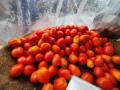 Tomato prices decline in Mumbai markets after fresh arrival - Hindi News | Tomato prices decline in Mumbai markets after fresh arrival | Latest maharashtra News at Lokmattimes.com