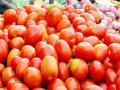Nashik: Tomato Prices Surge to Rs 100 per Kg Amid Supply Shortage and Diminished Quality - Hindi News | Nashik: Tomato Prices Surge to Rs 100 per Kg Amid Supply Shortage and Diminished Quality | Latest nashik News at Lokmattimes.com