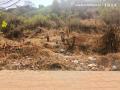 Navi Mumbai: Over 100 Trees Felled on Parsik Hills, Environmentalists Warn of Disaster - Hindi News | Navi Mumbai: Over 100 Trees Felled on Parsik Hills, Environmentalists Warn of Disaster | Latest navi-mumbai News at Lokmattimes.com