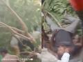MP: Several Injured as Peepal Tree Branch Falls in Bhind Vegetable Market (Watch) - Hindi News | MP: Several Injured as Peepal Tree Branch Falls in Bhind Vegetable Market (Watch) | Latest national News at Lokmattimes.com