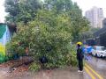 Rain Wreak Havoc in Thane: Tree Falls and Waterlogging Reported in Many Parts of District Due to Heavy Rainfall - Hindi News | Rain Wreak Havoc in Thane: Tree Falls and Waterlogging Reported in Many Parts of District Due to Heavy Rainfall | Latest thane News at Lokmattimes.com