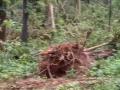 Telangana Rains: 50,000 Trees Uprooted in Mulugu's Medaram Forest Due to Heavy Rainfall (Watch Video) - Hindi News | Telangana Rains: 50,000 Trees Uprooted in Mulugu's Medaram Forest Due to Heavy Rainfall (Watch Video) | Latest national News at Lokmattimes.com