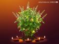 Tulsi Vivah 2025 Wishes: Images, Greeting, Messages and Blessings to Send Loved Ones - Hindi News | Tulsi Vivah 2025 Wishes: Images, Greeting, Messages and Blessings to Send Loved Ones | Latest lifestyle News at Lokmattimes.com