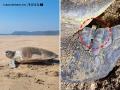 Rare Olive Ridley Turtle Travels 3,500 km to Lay Eggs on Maharashtra’s Guhagar Beach - Hindi News | Rare Olive Ridley Turtle Travels 3,500 km to Lay Eggs on Maharashtra’s Guhagar Beach | Latest navi-mumbai News at Lokmattimes.com