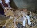 Karnataka: Two-Headed Calf Born in Kinnigoli, Mangaluru Amaze Netizens; Videos Go Viral - Hindi News | Karnataka: Two-Headed Calf Born in Kinnigoli, Mangaluru Amaze Netizens; Videos Go Viral | Latest social-viral News at Lokmattimes.com