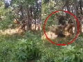 Maharashtra: Two IEDs Planted by Naxalites Recovered in Gadchiroli, One Explodes During Attempt to Defuse (Watch Video) - Hindi News | Maharashtra: Two IEDs Planted by Naxalites Recovered in Gadchiroli, One Explodes During Attempt to Defuse (Watch Video) | Latest maharashtra News at Lokmattimes.com