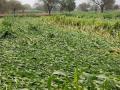 Unseasonal rains damage crops in Yavatmal district - Hindi News | Unseasonal rains damage crops in Yavatmal district | Latest maharashtra News at Lokmattimes.com