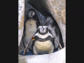 Mumbai: Three Cute Penguin Chicks Born After A Year In Byculla Zoo (Watch Video) - Hindi News | Mumbai: Three Cute Penguin Chicks Born After A Year In Byculla Zoo (Watch Video) | Latest mumbai News at Lokmattimes.com