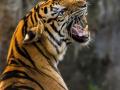 Nagpur: Tiger Menace Grips Parshivani, Dozens of Animals Killed - Hindi News | Nagpur: Tiger Menace Grips Parshivani, Dozens of Animals Killed | Latest maharashtra News at Lokmattimes.com