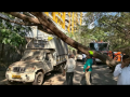Thane Tree Fall Damages Three Parked Vehicles, No Injuries Reported - Hindi News | Thane Tree Fall Damages Three Parked Vehicles, No Injuries Reported | Latest mumbai News at Lokmattimes.com
