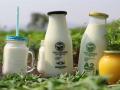 Why there is so much hype about A2 milk? Is it really a game changer? - Hindi News | Why there is so much hype about A2 milk? Is it really a game changer? | Latest business News at Lokmattimes.com