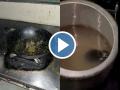 Uttarakhand Shocker: Rats Found in Food at IIT Roorkee’s Radha-Krishna Bhawan Mess (Watch Video) - Hindi News | Uttarakhand Shocker: Rats Found in Food at IIT Roorkee’s Radha-Krishna Bhawan Mess (Watch Video) | Latest social-viral News at Lokmattimes.com