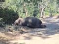 Uttarakhand: Elephant Dies from Exhaustion After Tiger's 3-Day Chase in Jim Corbett National Park; Heart Breaking Video Emerges (Watch) - Hindi News | Uttarakhand: Elephant Dies from Exhaustion After Tiger's 3-Day Chase in Jim Corbett National Park; Heart Breaking Video Emerges (Watch) | Latest national News at Lokmattimes.com