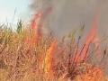 Sangli: One Dead, One Injured As Sugarcane Stubble Fire Goes Out of Control in Shirala - Hindi News | Sangli: One Dead, One Injured As Sugarcane Stubble Fire Goes Out of Control in Shirala | Latest maharashtra News at Lokmattimes.com