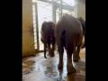 Vantara To Welcome 3 African Elephants From Tunisia To Experience New Life of Care and Compassion (Watch Vieo) - Hindi News | Vantara To Welcome 3 African Elephants From Tunisia To Experience New Life of Care and Compassion (Watch Vieo) | Latest national News at Lokmattimes.com
