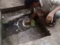 Thane: Vendor Caught Washing Vegetables in Sewer Water at Ulhasnagar’s Khemani Market; Disgusting Video Surfaces - Hindi News | Thane: Vendor Caught Washing Vegetables in Sewer Water at Ulhasnagar’s Khemani Market; Disgusting Video Surfaces | Latest thane News at Lokmattimes.com