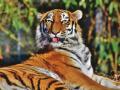 Maharashtra: Sub-adult tiger dies after being hit by car in Gondia district - Hindi News | Maharashtra: Sub-adult tiger dies after being hit by car in Gondia district | Latest maharashtra News at Lokmattimes.com