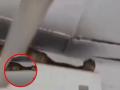 Mumbai: Indian Rat Snake Spotted on AC Unit in Vile Parle; Rescued Safely (Watch Video) - Hindi News | Mumbai: Indian Rat Snake Spotted on AC Unit in Vile Parle; Rescued Safely (Watch Video) | Latest mumbai News at Lokmattimes.com