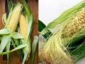 Check out the health benefits 'Corn Silk' - Hindi News | Check out the health benefits 'Corn Silk' | Latest health News at Lokmattimes.com