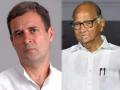 Sanjay Nirupan reacts over Sharad Pawar to be appointed as UPA Chairperson - Hindi News | Sanjay Nirupan reacts over Sharad Pawar to be appointed as UPA Chairperson | Latest maharashtra News at Lokmattimes.com