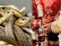OMG! This community gives 21 venomous snakes to daughter as dowry - Hindi News | OMG! This community gives 21 venomous snakes to daughter as dowry | Latest social-viral News at Lokmattimes.com