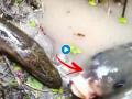 VIDEO! Fish swallows snake in viral video - Hindi News | VIDEO! Fish swallows snake in viral video | Latest social-viral News at Lokmattimes.com