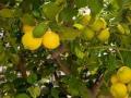 Woman killed by mother-in-law & sister-in-law for plucking lemon from tree - Hindi News | Woman killed by mother-in-law & sister-in-law for plucking lemon from tree | Latest national News at Lokmattimes.com