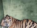 Tigress who Killed Two Women in South Gadchiroli Captured at Last - Hindi News | Tigress who Killed Two Women in South Gadchiroli Captured at Last | Latest maharashtra News at Lokmattimes.com