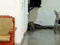 Nashik: Leopard Enters MUHS Guest House, Rescued by Forest Officials - Hindi News | Nashik: Leopard Enters MUHS Guest House, Rescued by Forest Officials | Latest nashik News at Lokmattimes.com