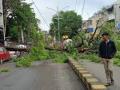 Nashik Rains: 19 Trees Collapse Over Three Days Due Continuous Downpour - Hindi News | Nashik Rains: 19 Trees Collapse Over Three Days Due Continuous Downpour | Latest nashik News at Lokmattimes.com