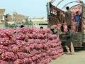 Onion Price in Nashik: Afghan Onion Imports Unlikely to Affect Indian Market Rates - Hindi News | Onion Price in Nashik: Afghan Onion Imports Unlikely to Affect Indian Market Rates | Latest nashik News at Lokmattimes.com