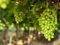 Nashik Grape Farms Open Registration for 2024-25 Export Season - Hindi News | Nashik Grape Farms Open Registration for 2024-25 Export Season | Latest nashik News at Lokmattimes.com