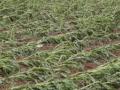 Nashik Heavy Rain: Cloudburst-Like Rainfall Causes Severe Crop Damage Across 38,554 Hectares of Farmland - Hindi News | Nashik Heavy Rain: Cloudburst-Like Rainfall Causes Severe Crop Damage Across 38,554 Hectares of Farmland | Latest nashik News at Lokmattimes.com